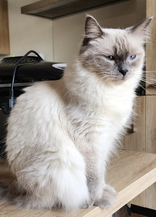 Princesse, femelle Blue Bicolore