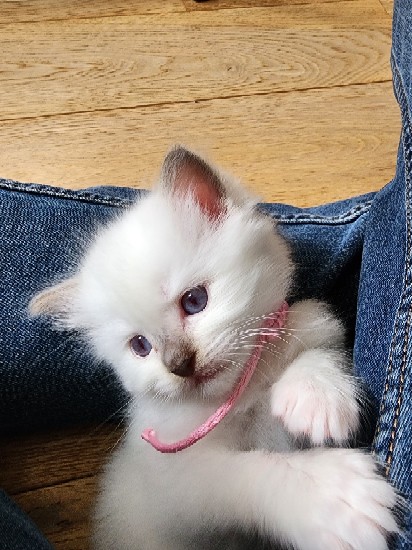 Altesse, femelle lilac point mitted, collier rose