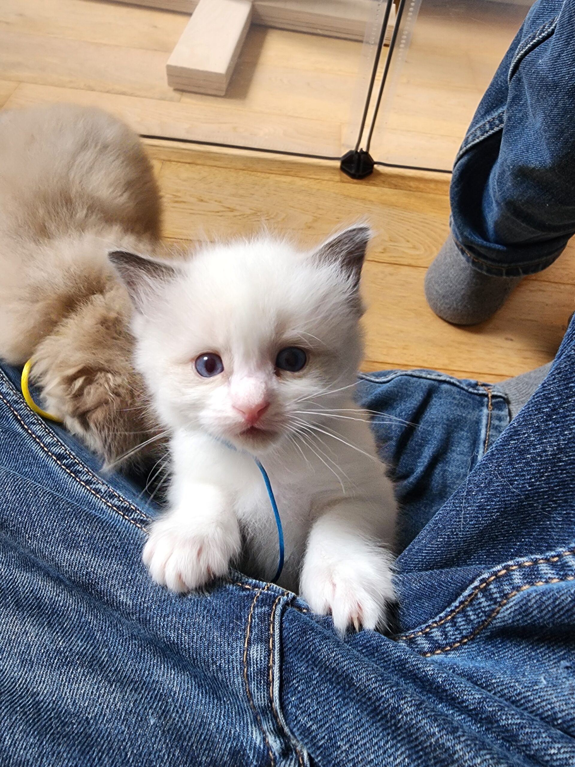 Aslan, mâle blue bicolore, collier bleu